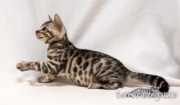 silber rosetted Bengal